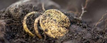 il tesoro di monete d'oro