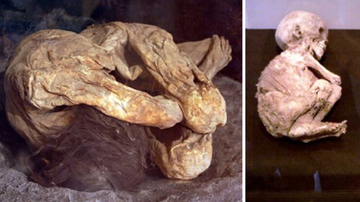 Mummie di Lemon Grove mistero corpi mummificati giovane madre e bambina