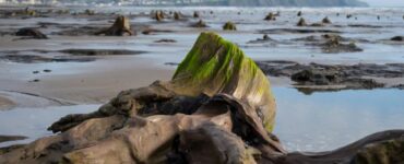 Una foresta sommersa dall'acqua del mare in Galles