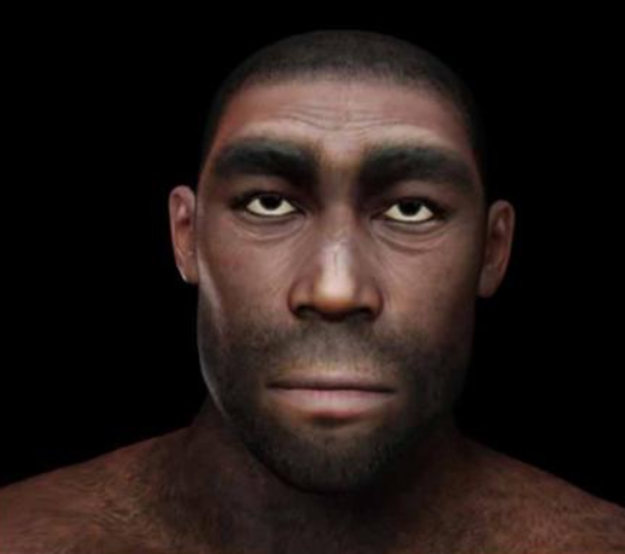 cranio umano ricostruzione homo erectus