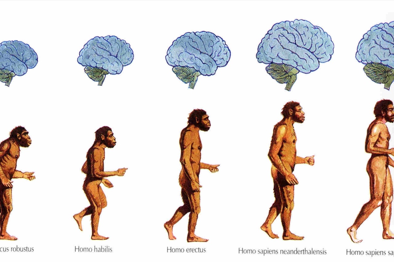 Neanderthal foto scala evolutiva