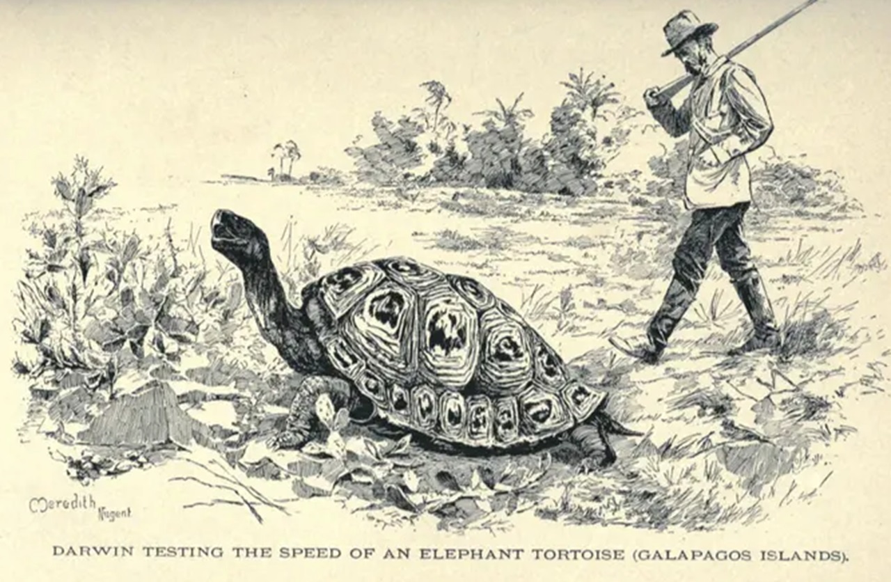 23 giugno Darwin studia velocità tartarughe