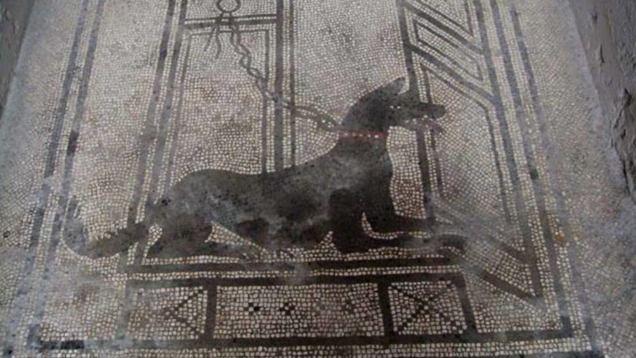 cane immagine mosaico romano