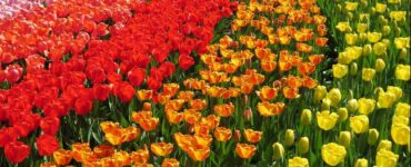 Il tulipano: il fiore mediorientale che fece innamorare l'Olanda, tulipani