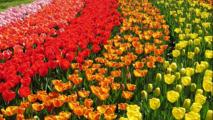 Il tulipano: il fiore mediorientale che fece innamorare l'Olanda, tulipani