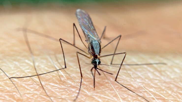 malaria zanzara