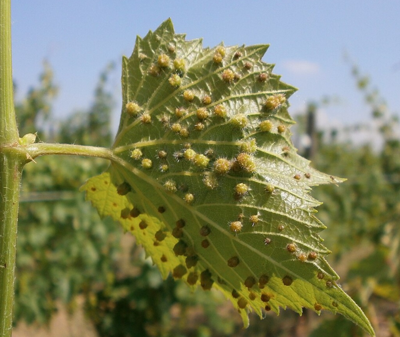 Fillossera parassita su foglie di vite