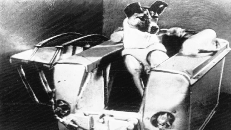 Laika, la prima cagnolina astronauta, Laika