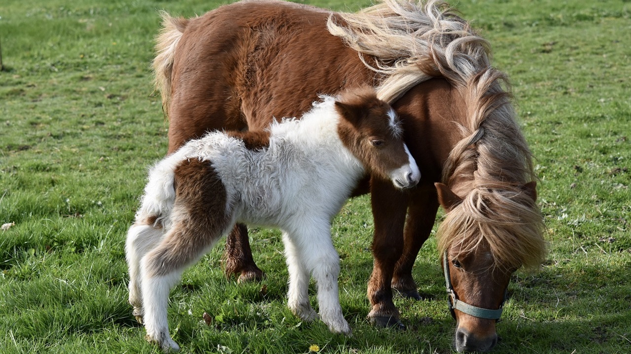 cavalli domesticazione