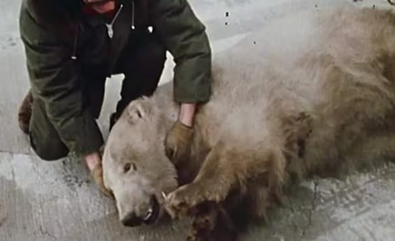 Operazione Bearlift orso polare sedato 1971