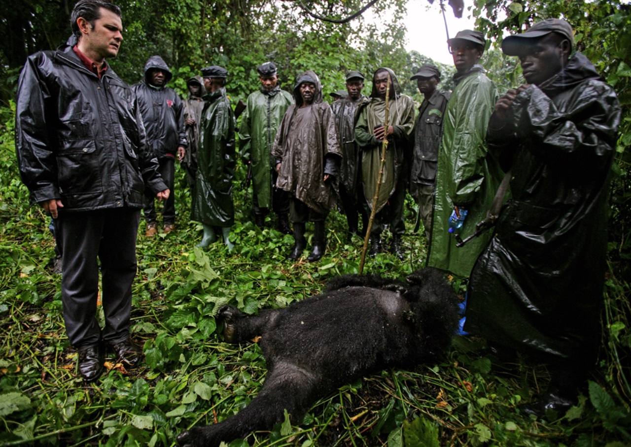 Senkwekwe assalto ai gorilla in Congo