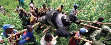 Foto del giorno: rispetto per il gorilla Senkwekwe