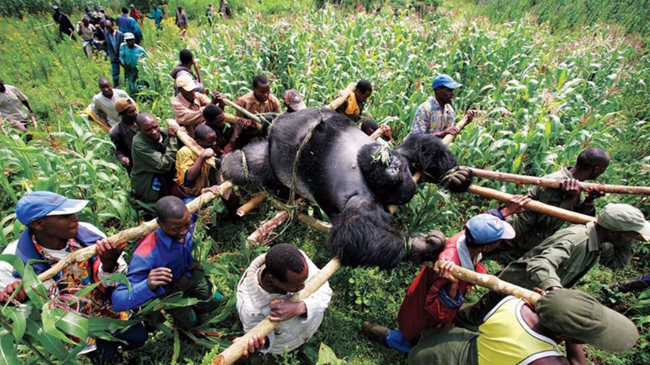 Foto del giorno: rispetto per il gorilla Senkwekwe