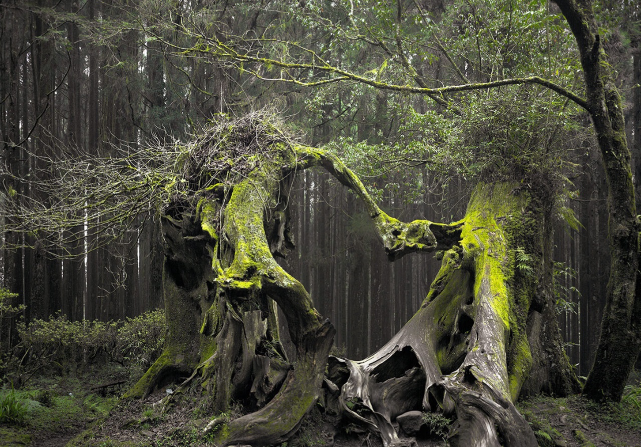 Foresta di Hoia Baciu alberi