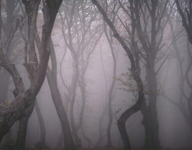 La Foresta di Hoia Baciu: c'è della storia in tutto questo paranormale?