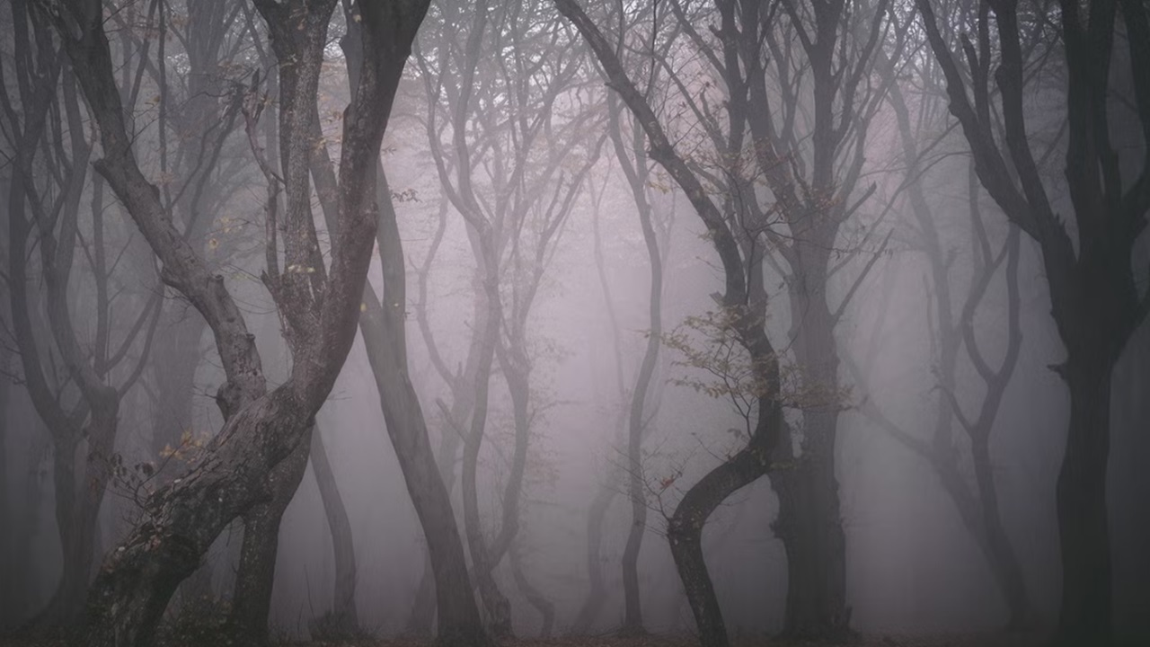 La Foresta di Hoia Baciu: c'è della storia in tutto questo paranormale?