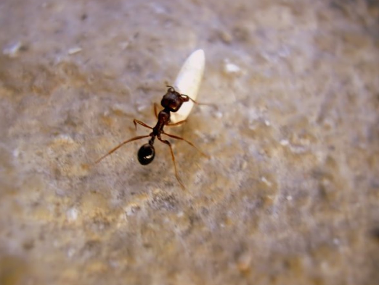 Tamerlano foto formica