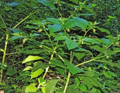 delle gocce per gli occhi a base di Belladonna per schiarirne il colore