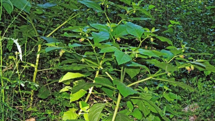 delle gocce per gli occhi a base di Belladonna per schiarirne il colore