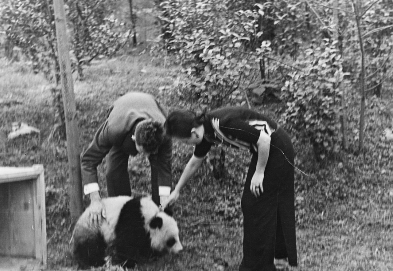 Diplomazia dei panda prime mosse della Cina