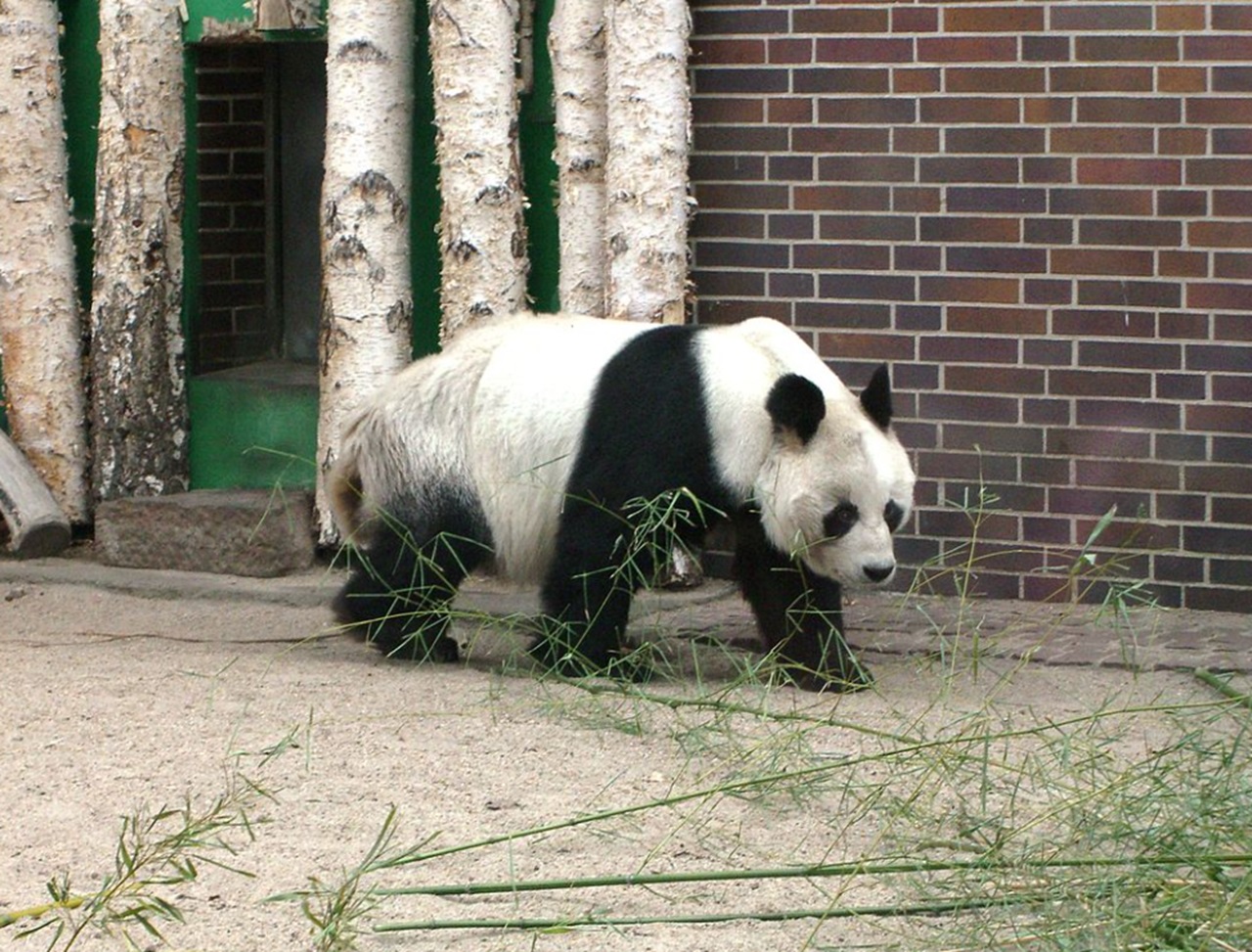 Diplomazia dei panda zoo di Berlino