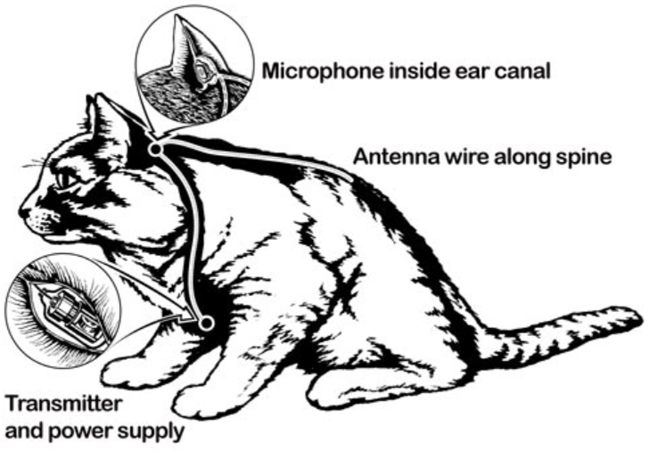 gatto-robot funzionamento