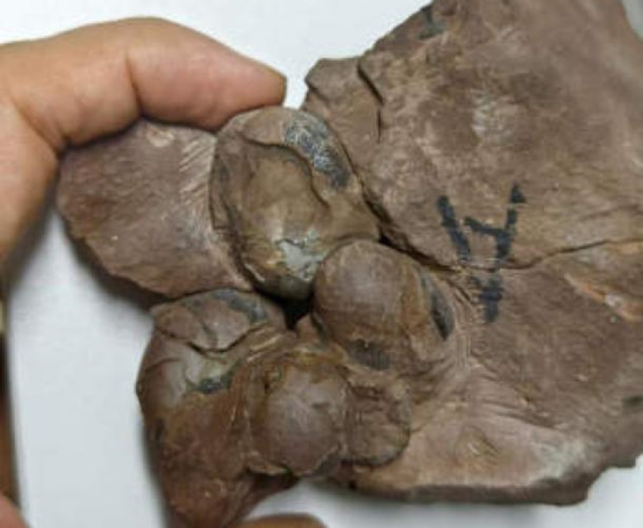 uova dinosauro fossili