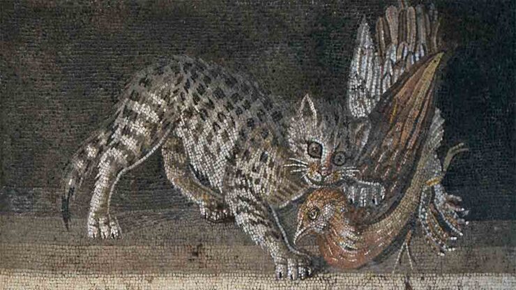 animali domestici gatti