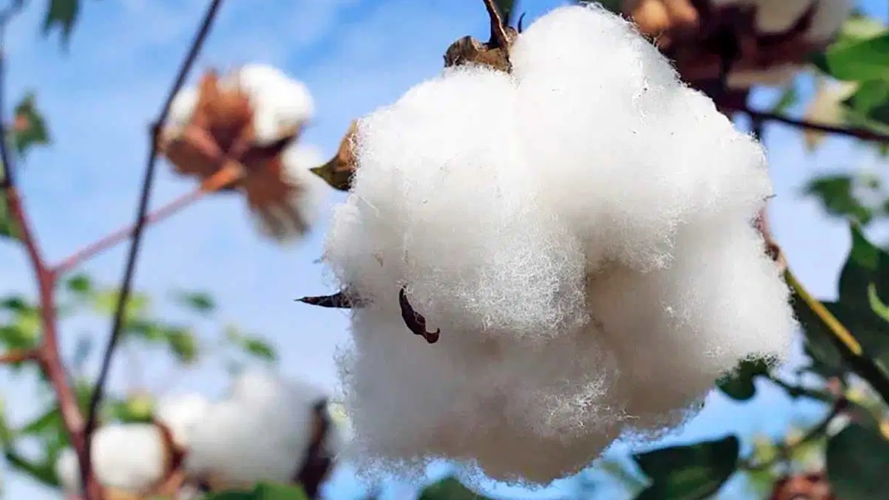 Ecco come il cotone ha cambiato la storia dell'umanità