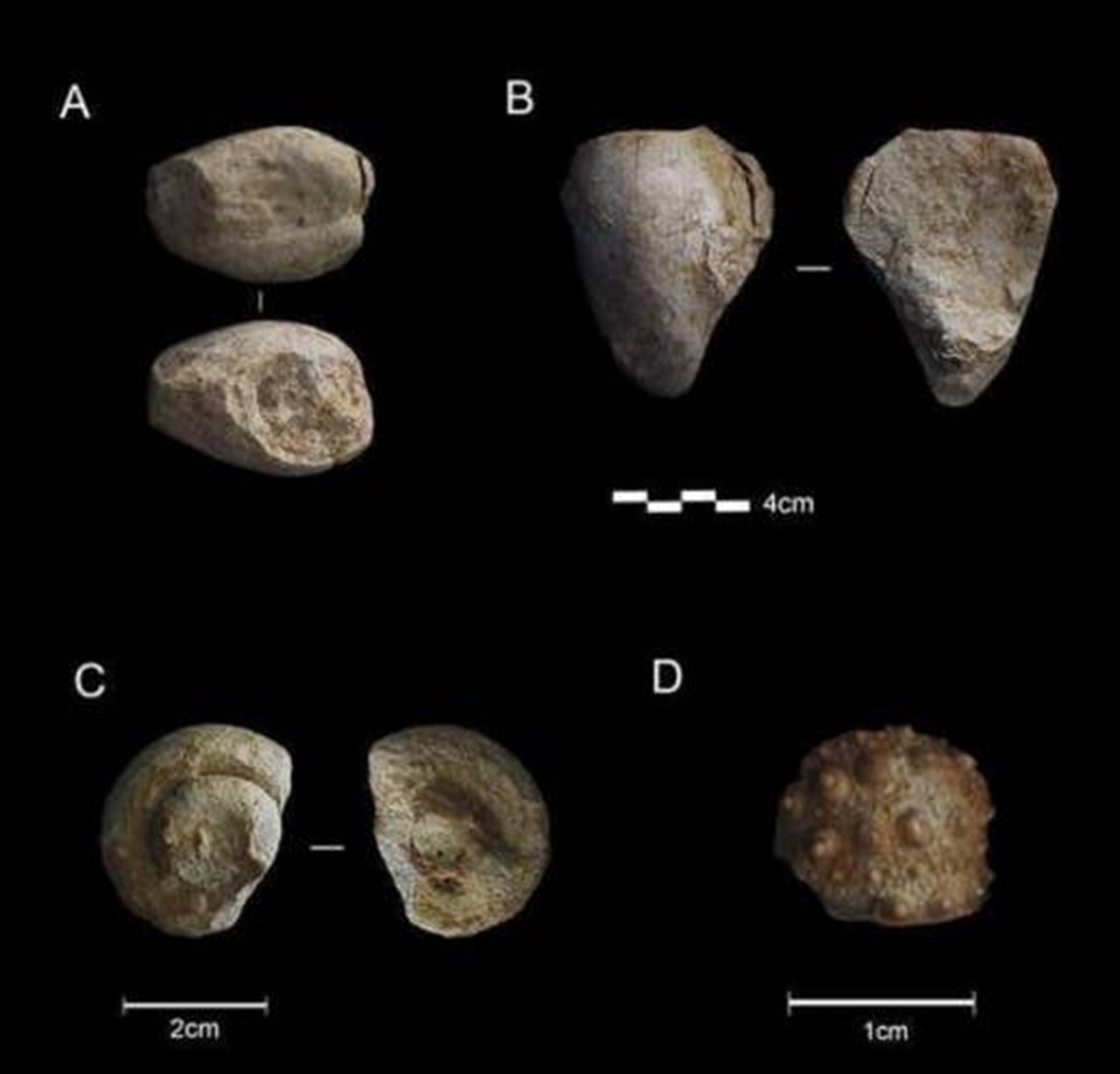 neanderthal fossili