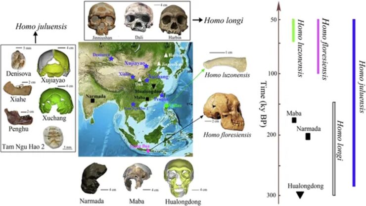 homo juluensis schema