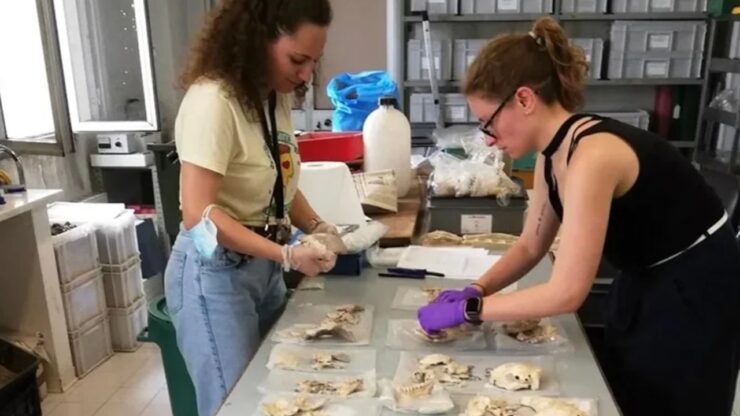 Inquietante pila di teschi trovata nel sito neolitico in Puglia