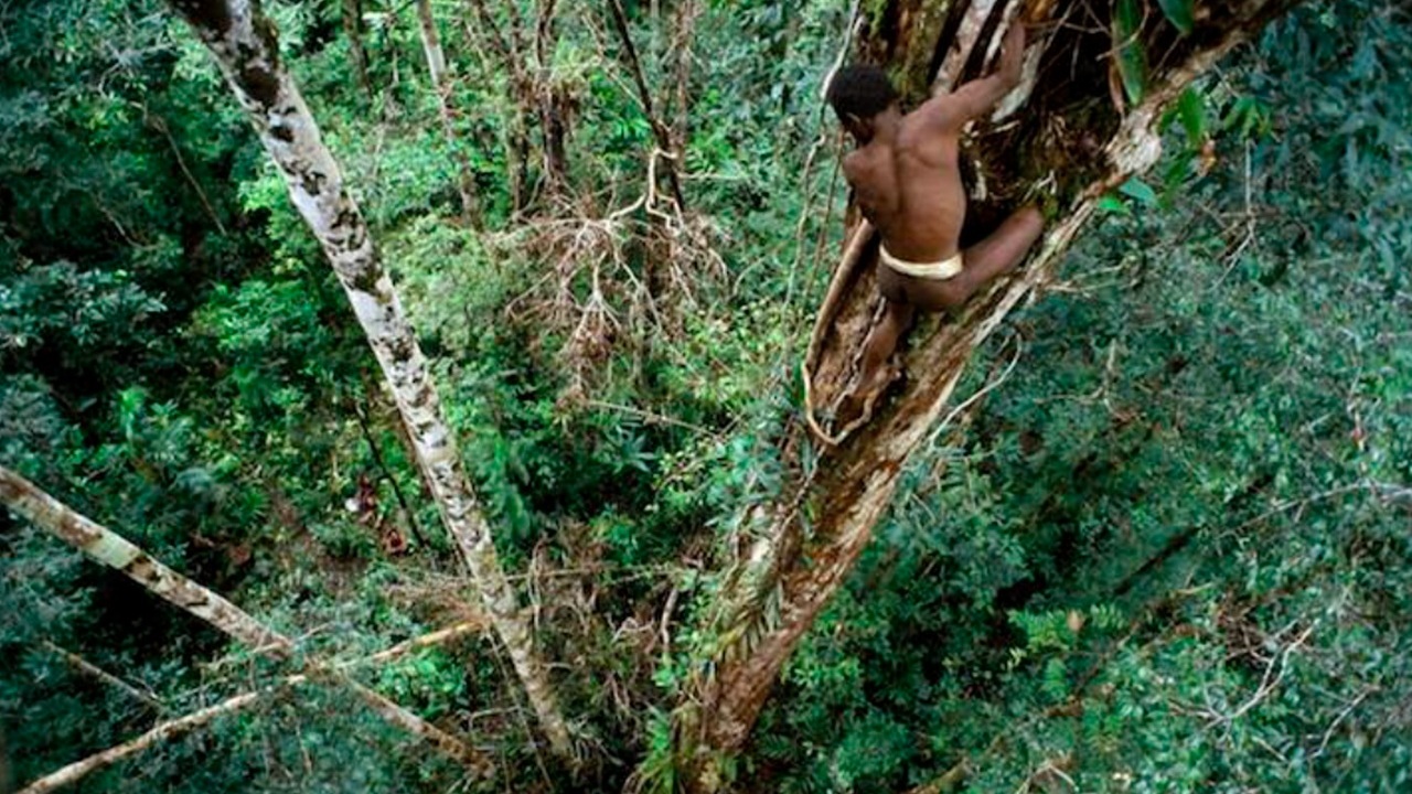 Korowai, vivere sugli alberi non è mai stato così semplice