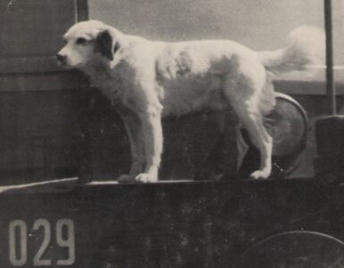 Lampo il cane che ha girato l'Italia in treno