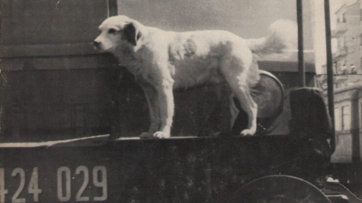 Lampo il cane che ha girato l'Italia in treno