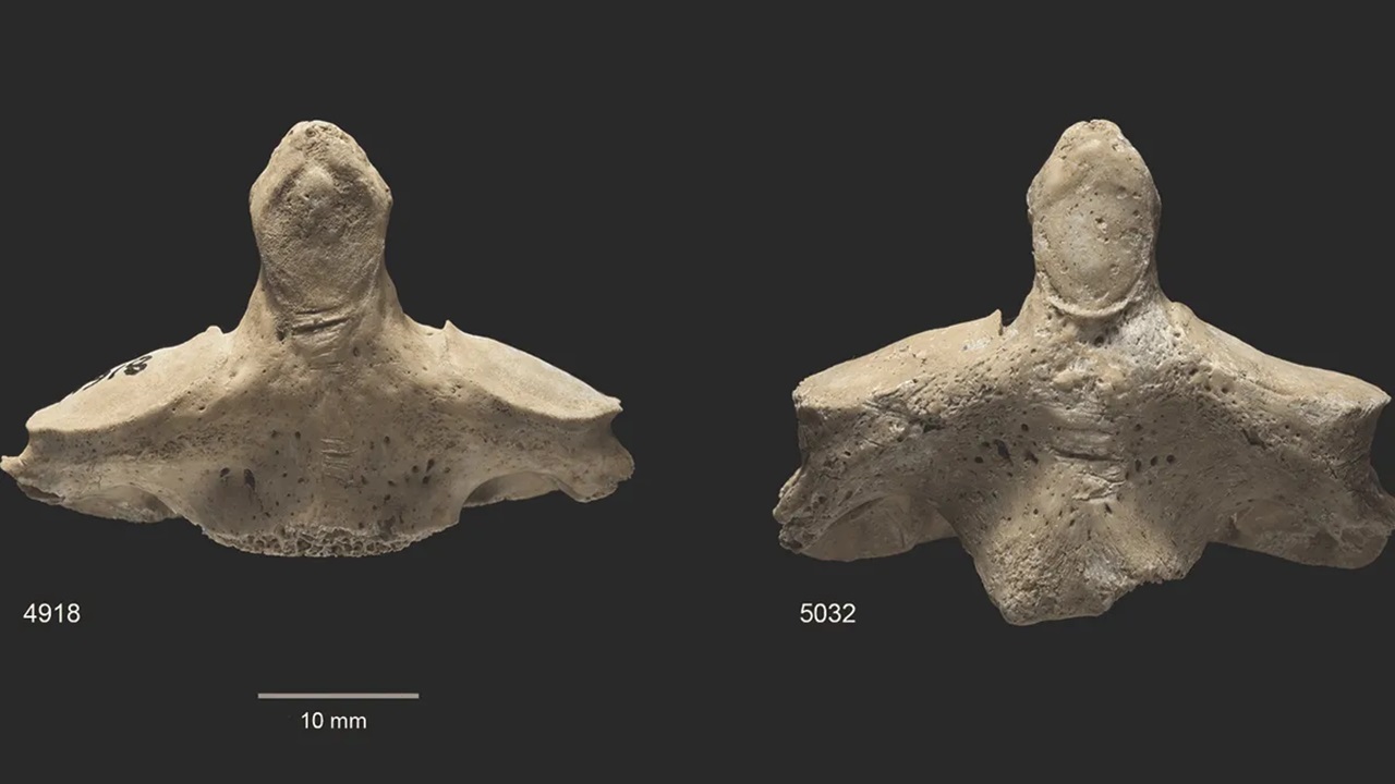 scheletri vertebre