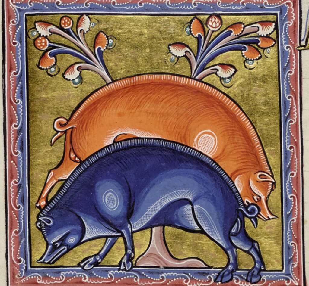 scrofa miniatura bestiario