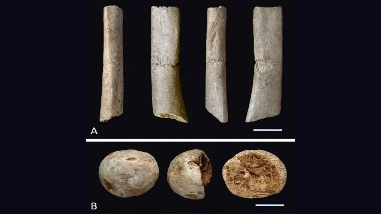 fossili orso giappone