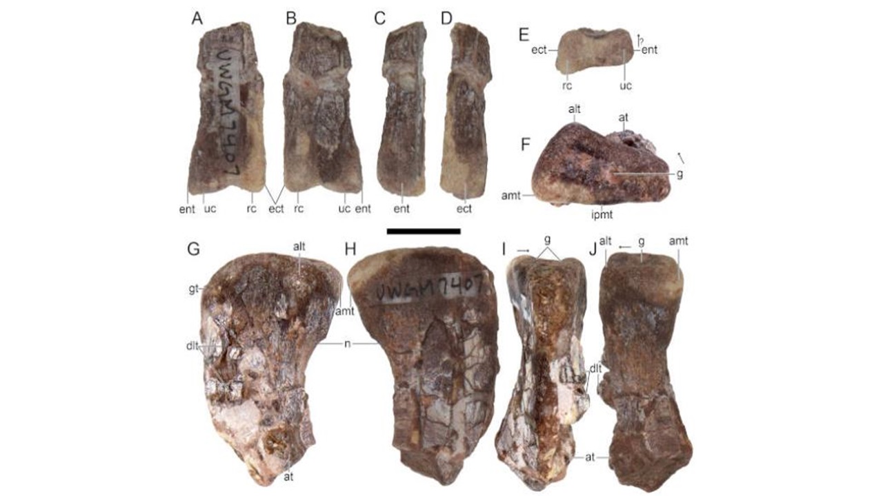 nuovo dinosauro ossa