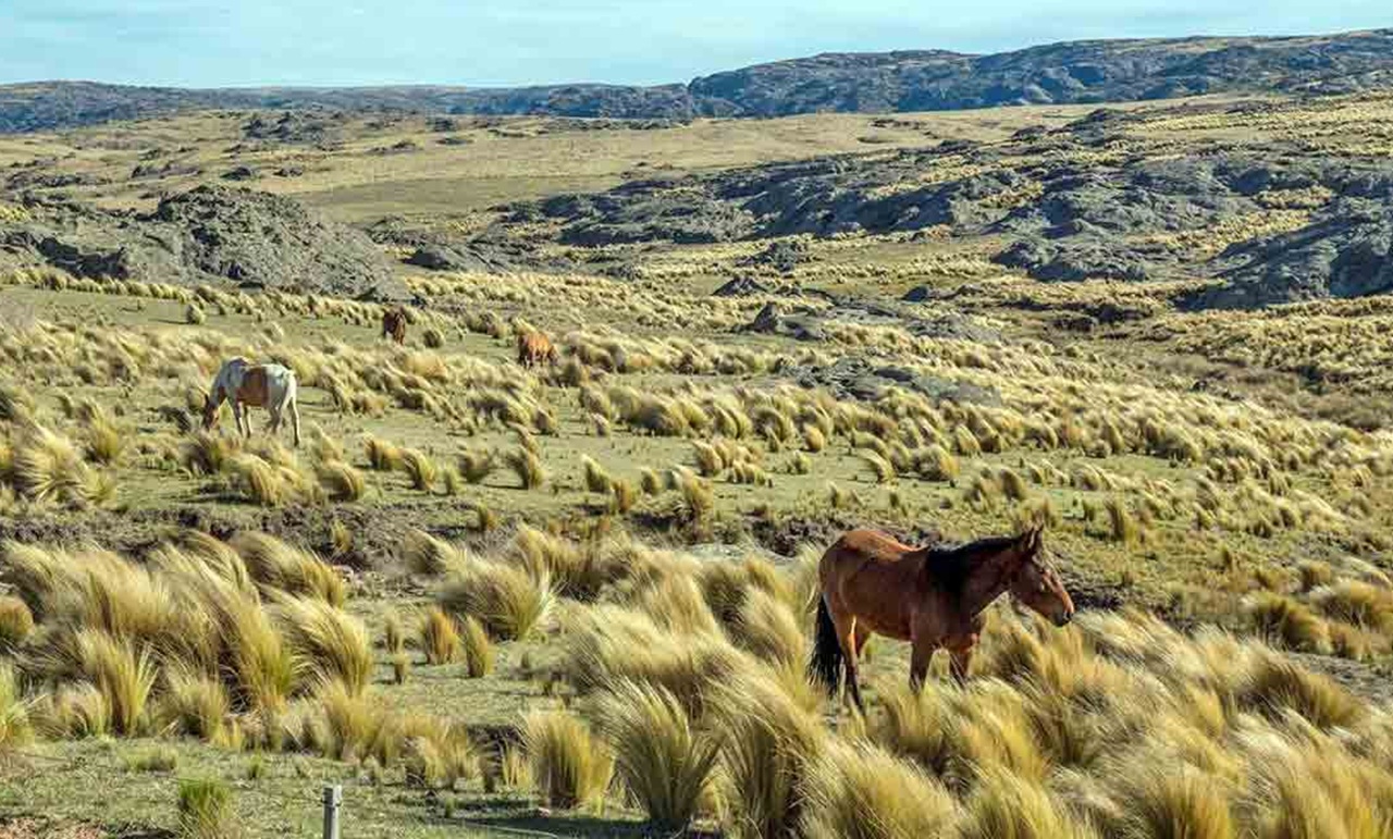 Gaucho Pampa